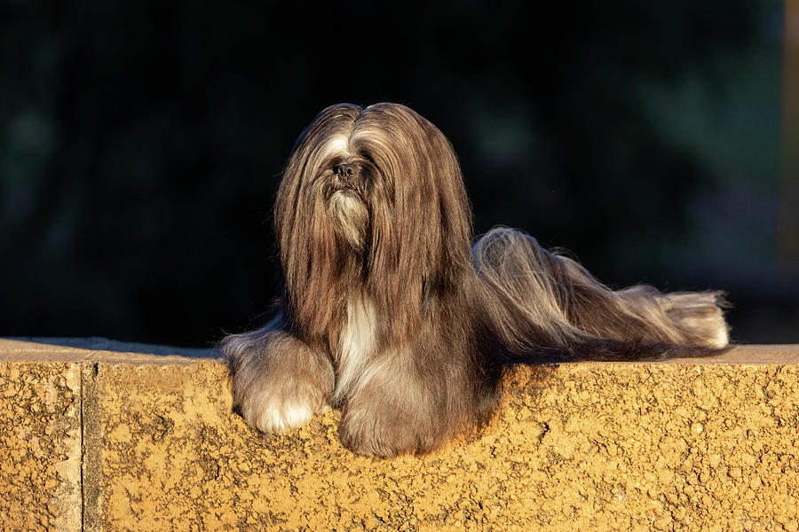 Lhasa Apso #4 Photograph by Diana Andersen