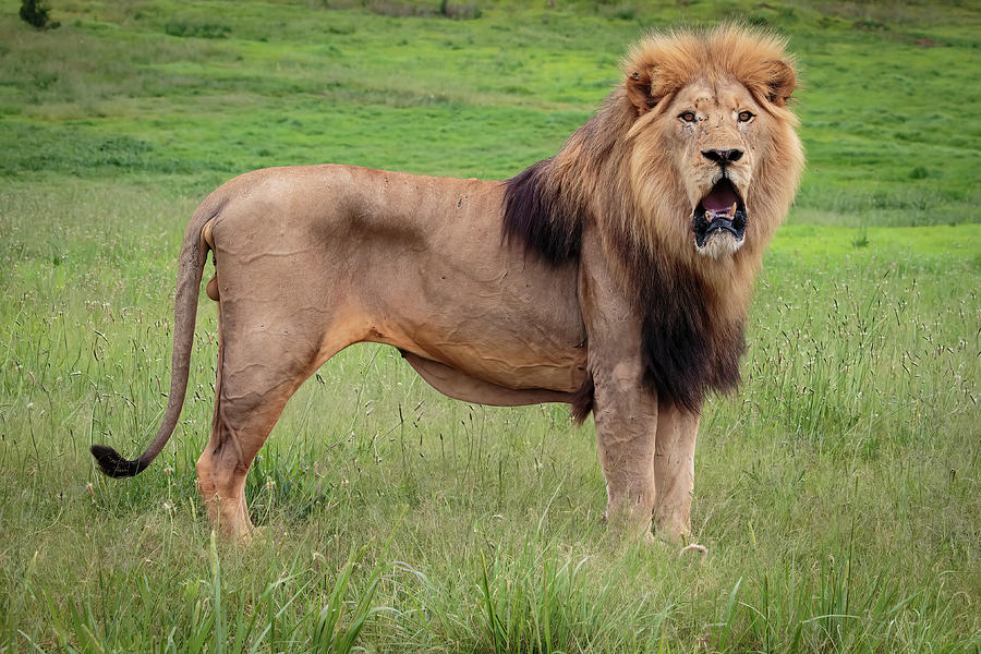 Lion Male #3 Photograph by Keith Carey