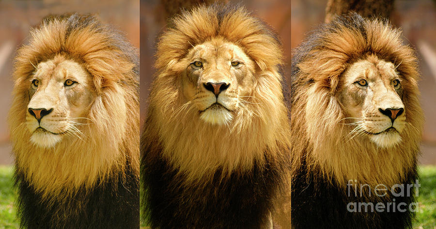 3 Lion Portraits at different angles. Photograph by Gunther Allen ...