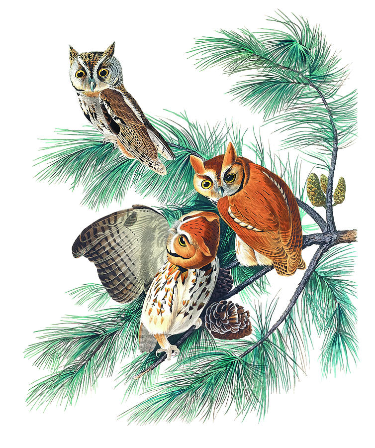 Little Screech Owl By John James Audubon Drawing