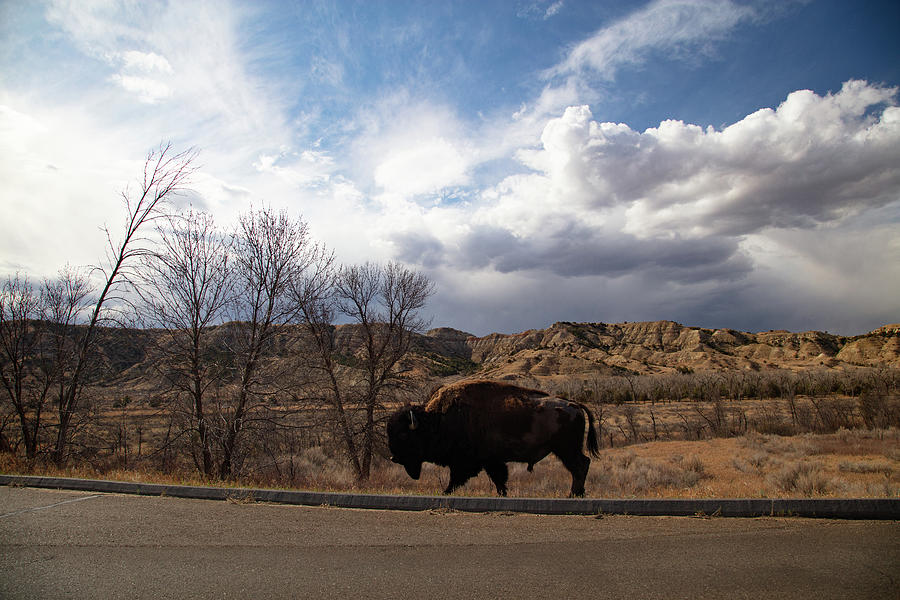 Lone buffalo at Theodore Roosevelt National Park in North Dakota #3 Photograph by Eldon McGraw