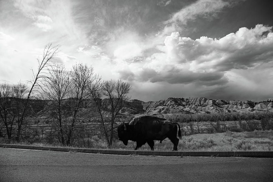 Lone buffalo at Theodore Roosevelt National Park in North Dakota in black and white #3 Photograph by Eldon McGraw