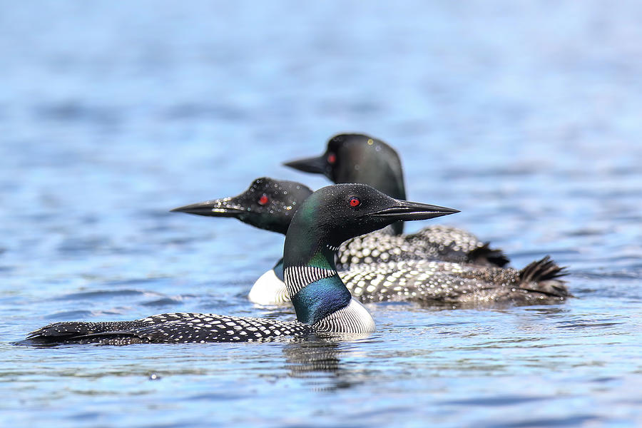 3 Loons Photograph by Brook Burling