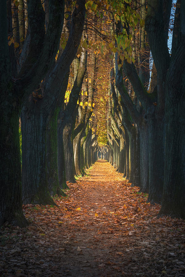 Lucca, autumn foliage in tree lined walkway. Tuscany, Italy. Photograph ...