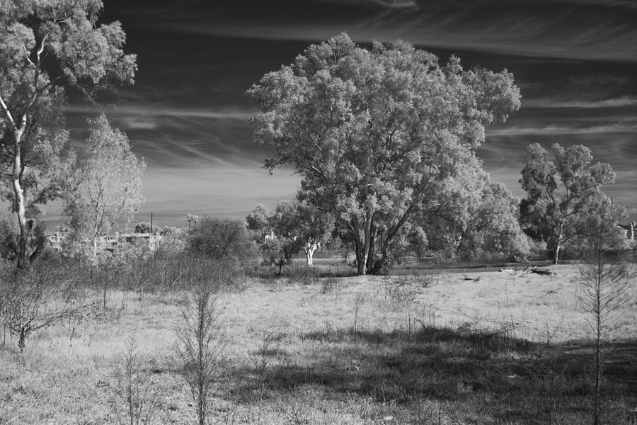 Nature Photograph - Madrona Marsh in Black and White Infrared #4 by David Thompson
