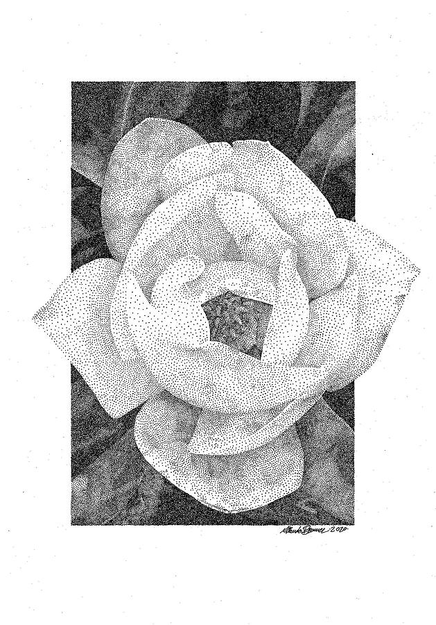 Magnolia #3 Drawing by Miranda Brouwer
