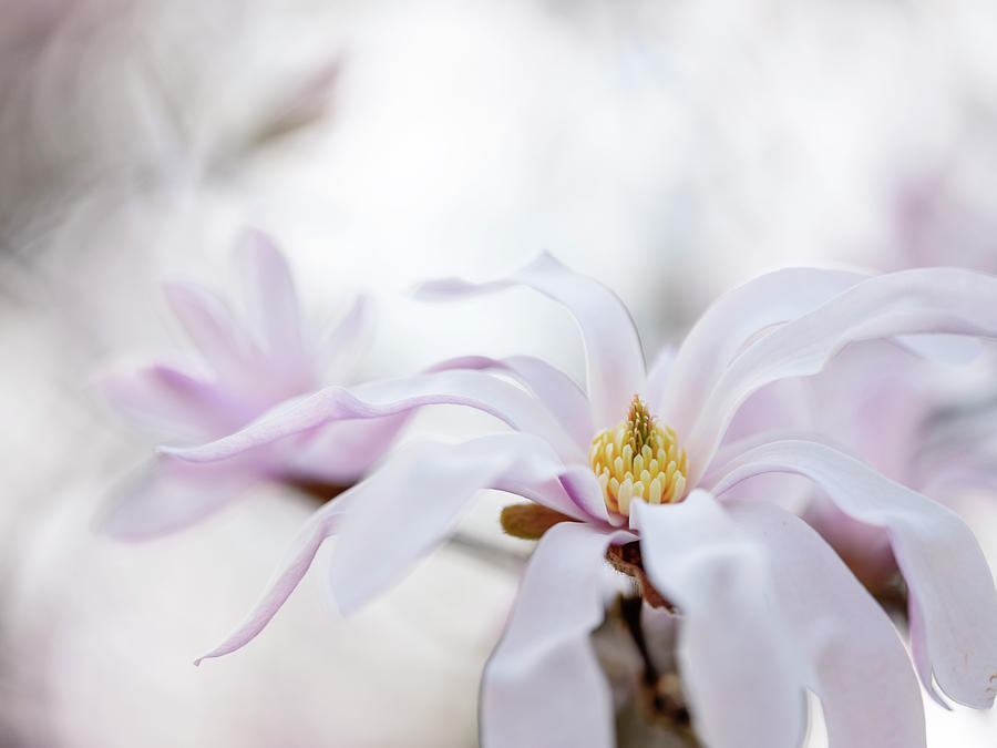 Magnolia Photograph - Magnolia by Nailia Schwarz