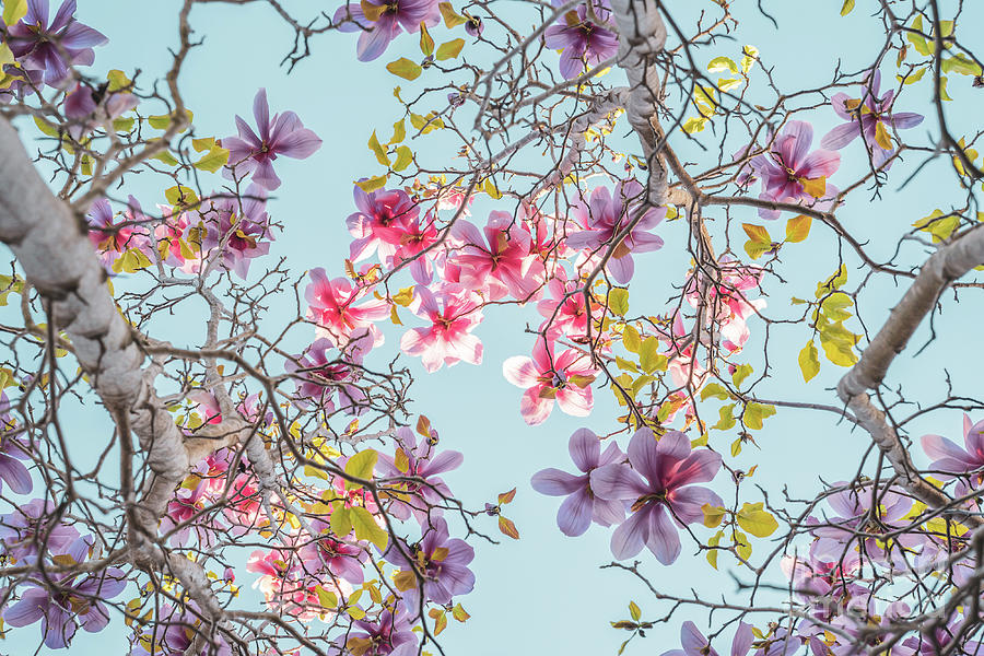 Magnolia tree blossom. #3 Photograph by Hanna Tor