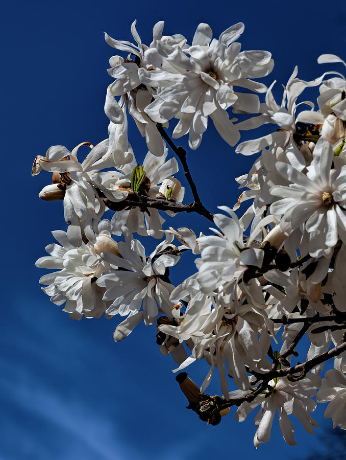 Magnolias Blossoms Photograph