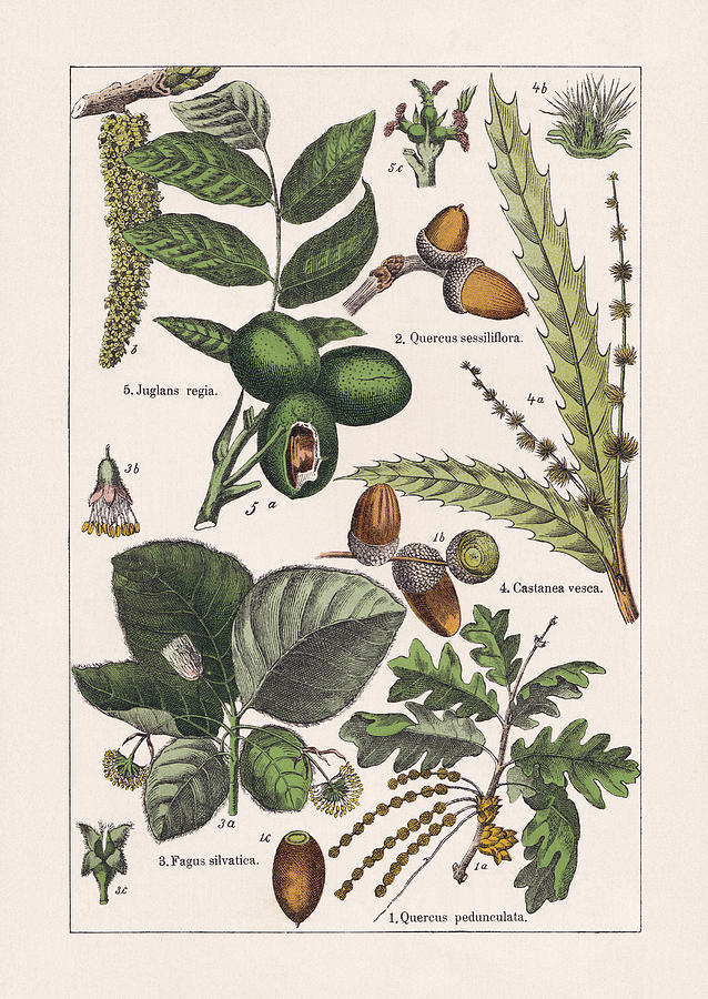 Magnoliids, chromolithograph, published in 1895 #3 Drawing by Zu_09