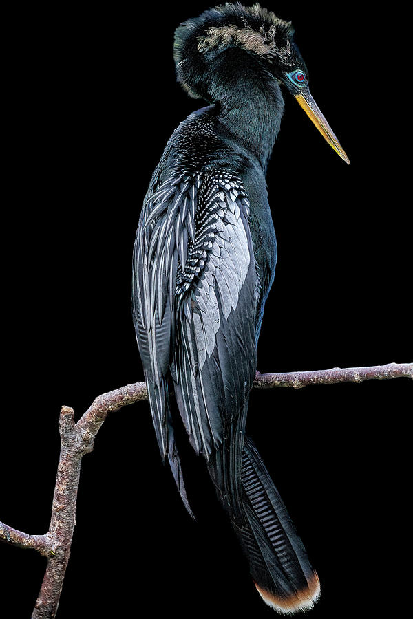 Male Anhinga displaying courtship feathers #3 Photograph by Perla Copernik