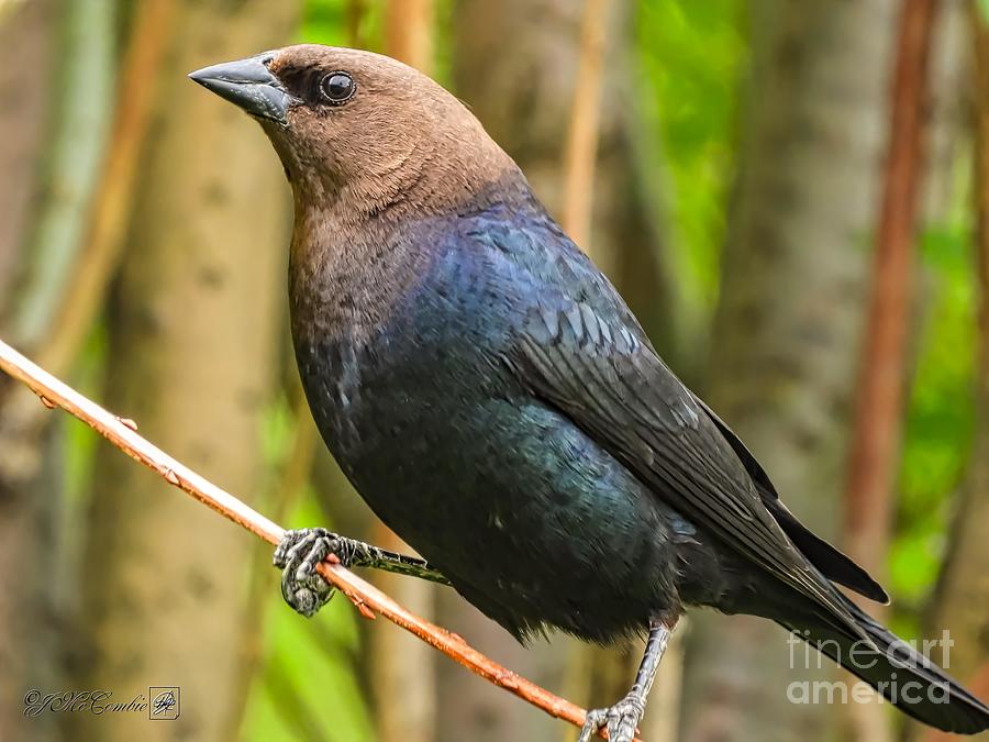Male Brown-Headed Cowbird #2 Photograph by J McCombie