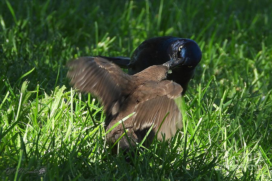 Male Common Grackle - Bronzed Race Feeding Young Photograph by J ...