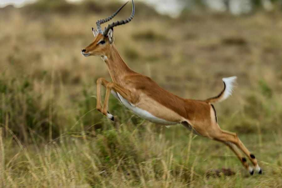 Male Impala Running #3 Photograph by Manoj Shah