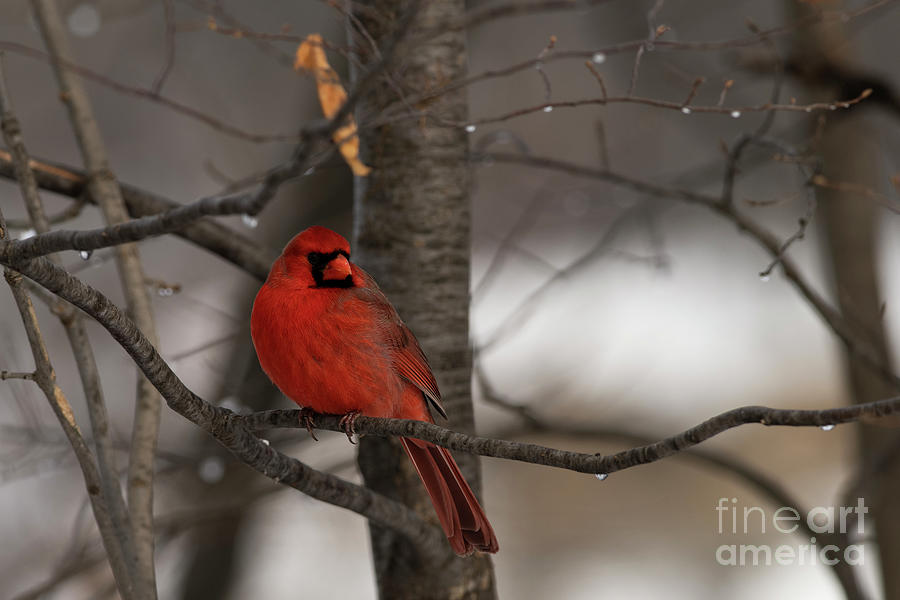 Male Northern Cardinal #3 Photograph by JT Lewis