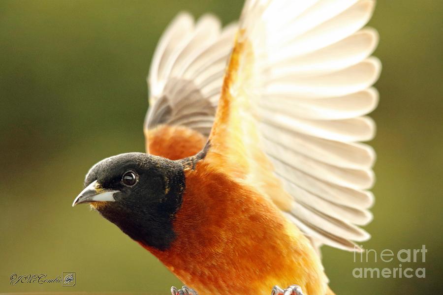 Male Orchard Oriole #4 Photograph by J McCombie