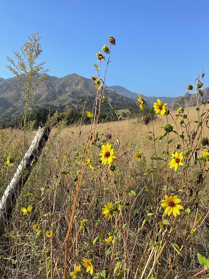 Malibu Creek #3 Photograph by Mark Millicent - Fine Art America