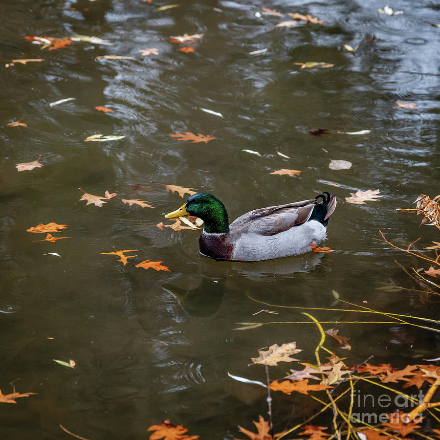 Wood Ducks On Pond At Cannon Hill Park Bath Towel by Sam Judy - Pixels