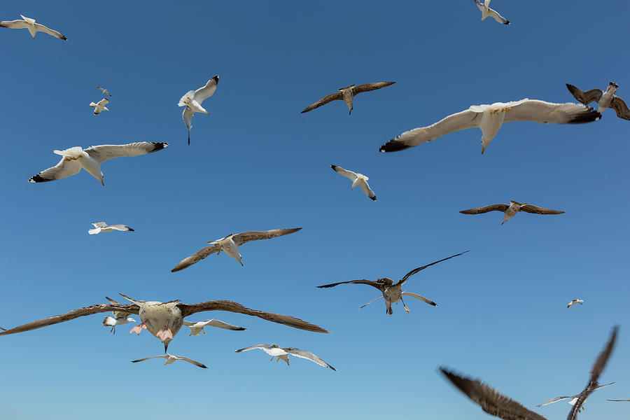 Many seagulls fly against the blue sky #3 Photograph by Mikhail Kokhanchikov