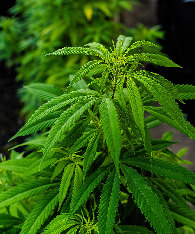 Marijuana Pot Weed Cannabis Indica #3 Photograph by Matt Anderson Photography