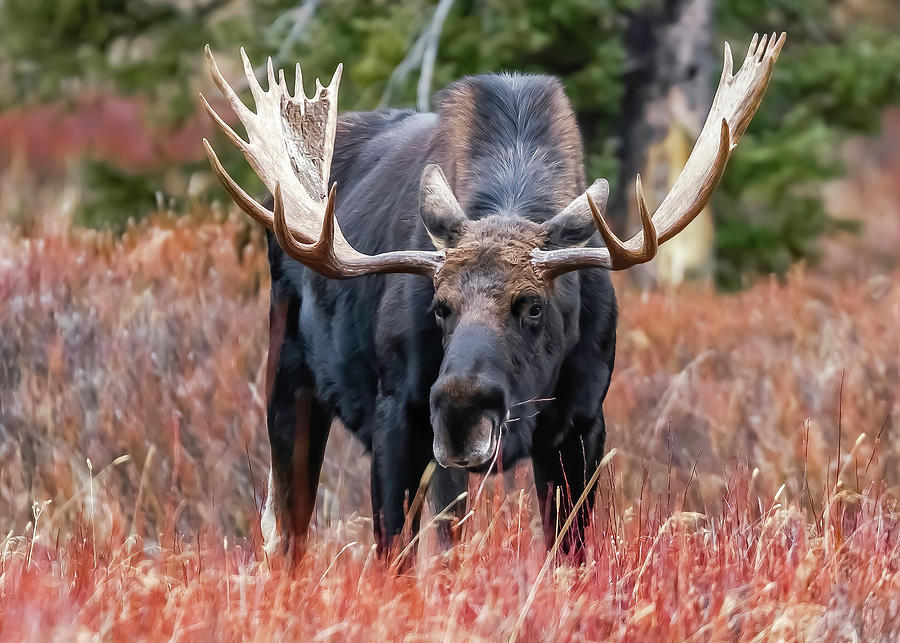 Massive, Grazing Bull Moose Photograph by Volkmar Von Sehlen - Fine Art ...