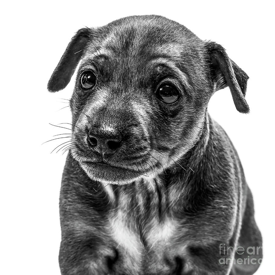 Miniatur Pinscher Puppy #3 Photograph by Gunnar Orn Arnason