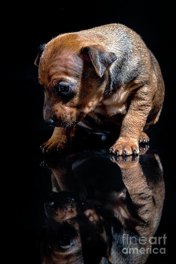 Minpin Pinscher puppie #3 Photograph by Gunnar Orn Arnason