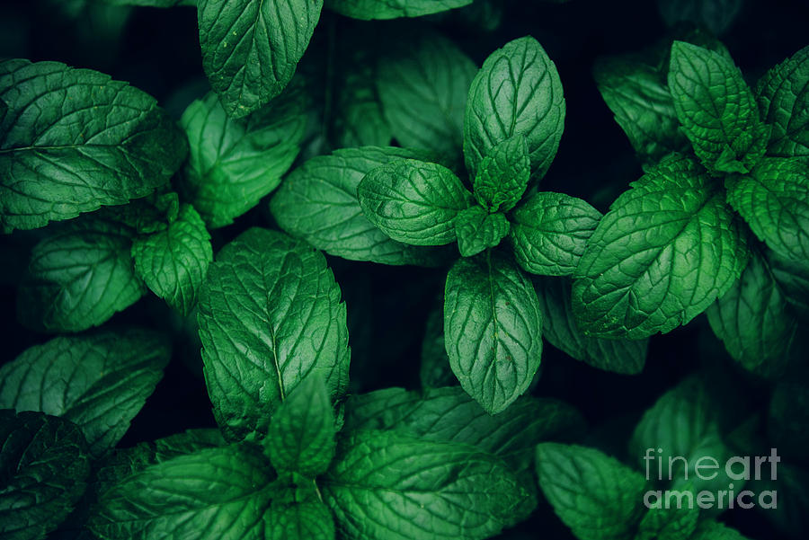 Mint green leaves pattern background #3 Photograph by Jelena Jovanovic
