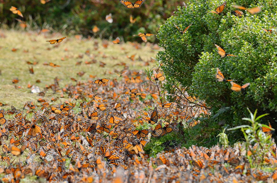 Monarch Butterflies around water Photograph by Bob Hilscher - Pixels