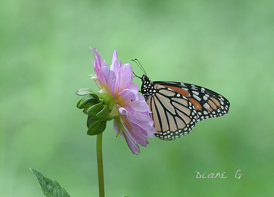 Monarch on dahlia #3 Photograph by Diane Giurco