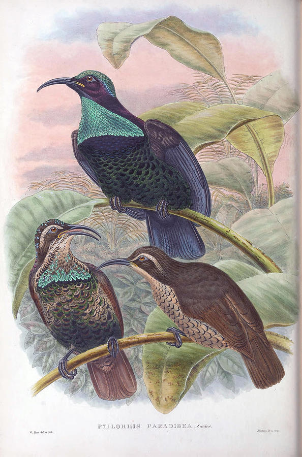 Monograph of the Paradiseidae, or birds of paradise and Ptilonorhynchidae, #3 Painting by MotionAge Designs