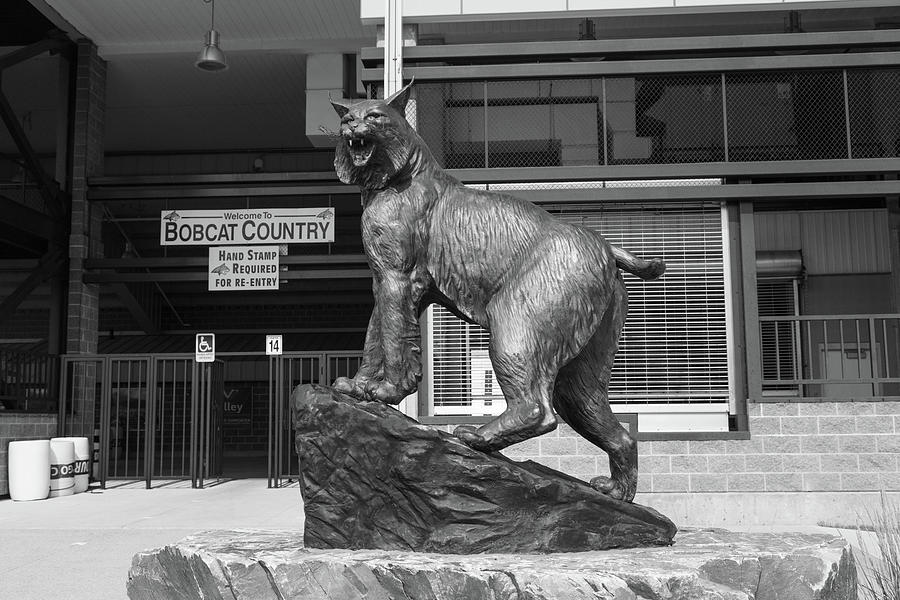 Montana State University Bobcat statue in black and white #3 Photograph by Eldon McGraw