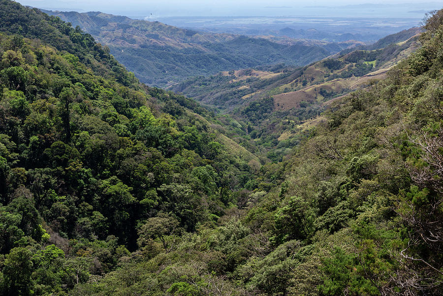Monteverde Cloudforest Digital Art