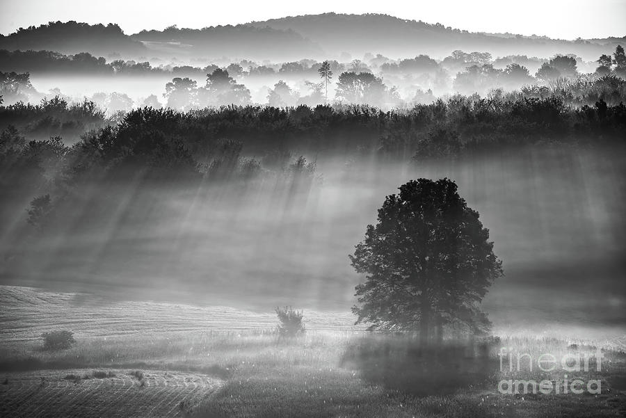 Morning Fog #1 Photograph by Nicki McManus