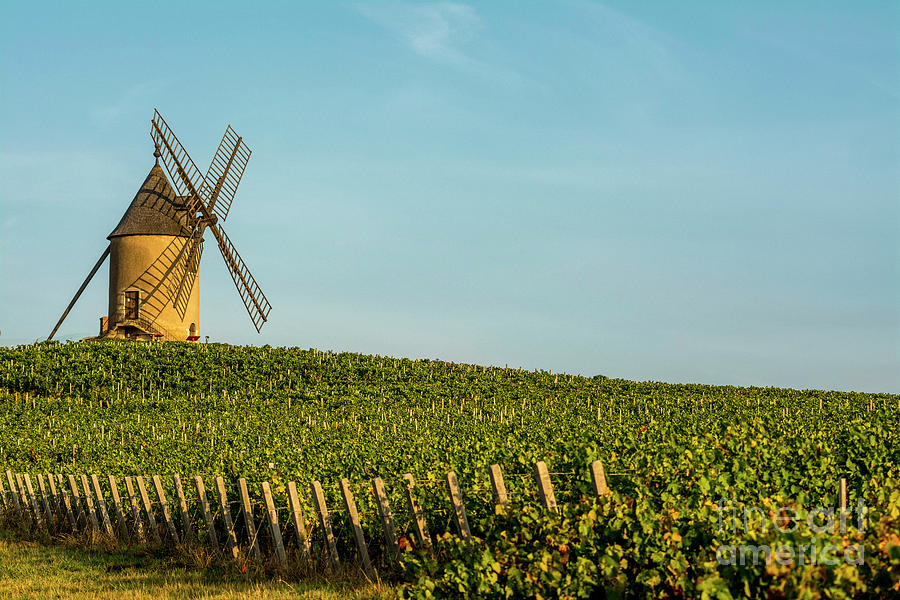 Moulin a Vent Beaujolais vineyard, Romaneche Thorins, Saone et Loire ...