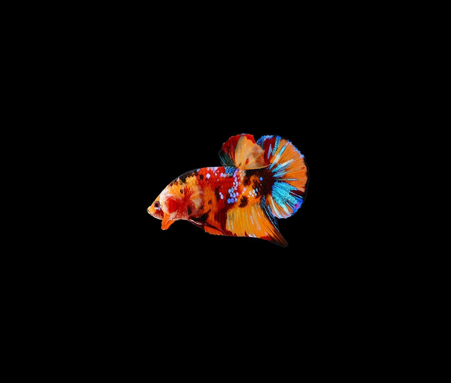 Multicolor Betta Fish #3 Photograph by Sambel Pedes