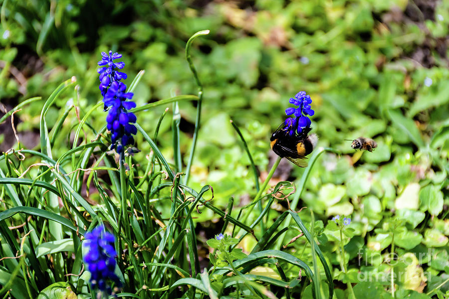 Muscari botryoides flower #3 Photograph by Adriana Sulugiuc - Pixels