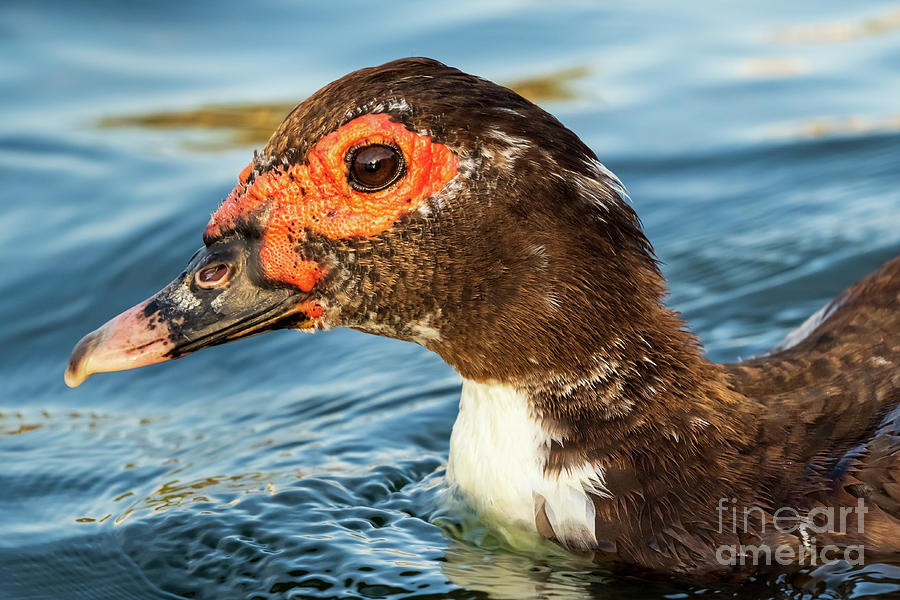 Muscovy Duck Domestic type Cairina moschata Costa Ballena Cadiz #3 Photograph by Pablo Avanzini