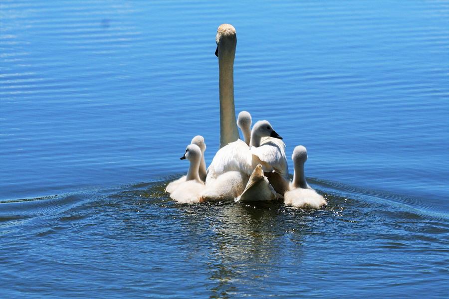 Mute Swan And New Cygnets Photograph