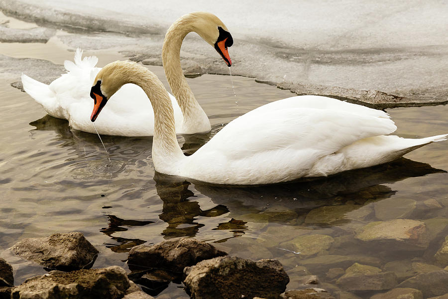 Mute swan pair #3 Photograph by SAURAVphoto Online Store