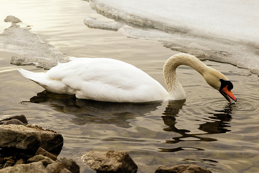 Mute swan #3 Photograph by SAURAVphoto Online Store
