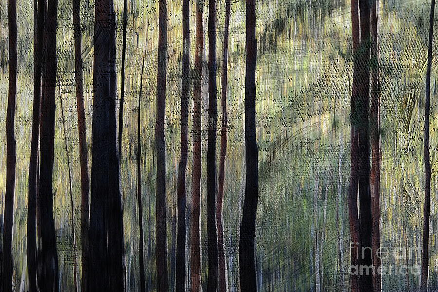 Mystical Forest #3 Photograph by Dariusz Gudowicz