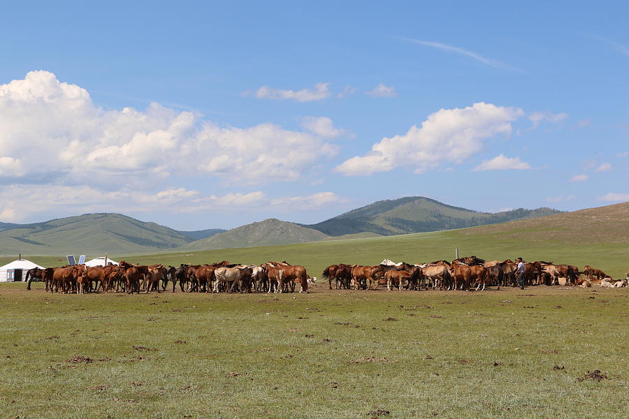 Nature in Mongolia #3 Photograph by Otgon-Ulzii