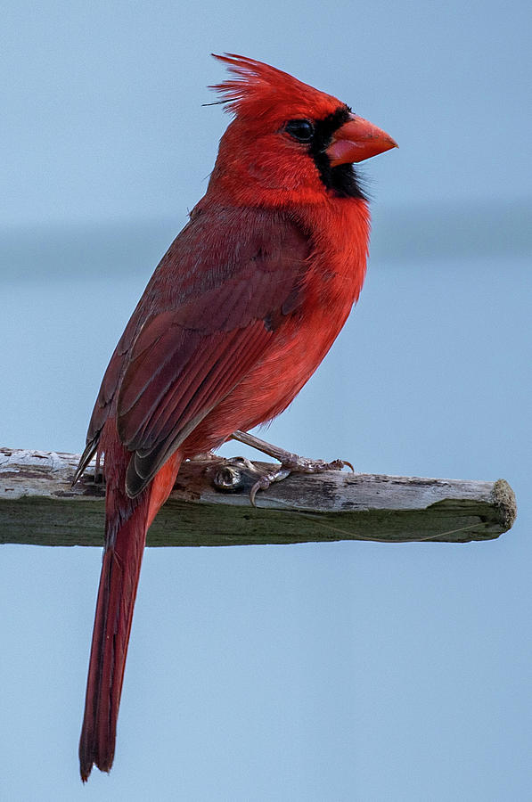 Northern Cardinal #3 Photograph by Dart Humeston