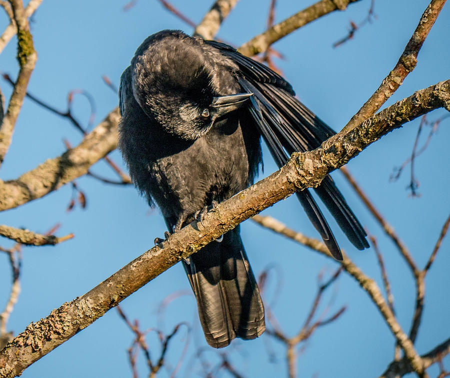 Northwestern Crow #4 Photograph by Will LaVigne