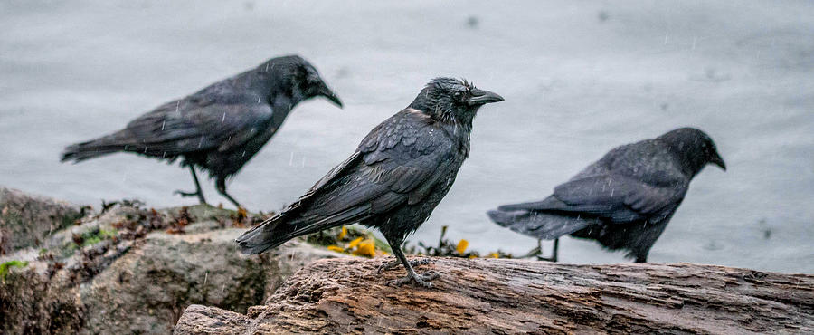 3 Northwestern Crows, Campbell River Photograph by Will LaVigne