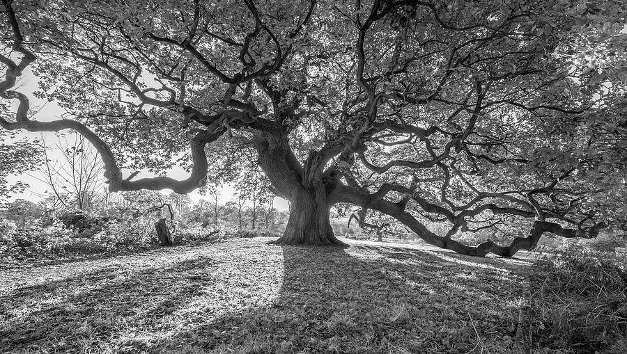 Old oak #3 Photograph by Remigiusz MARCZAK