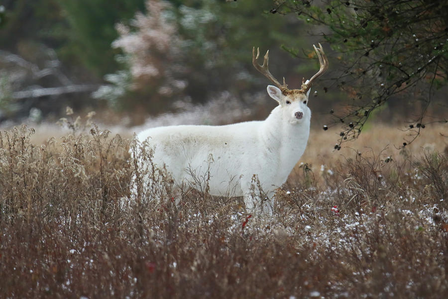 Old White Buck #3 Photograph by Brook Burling