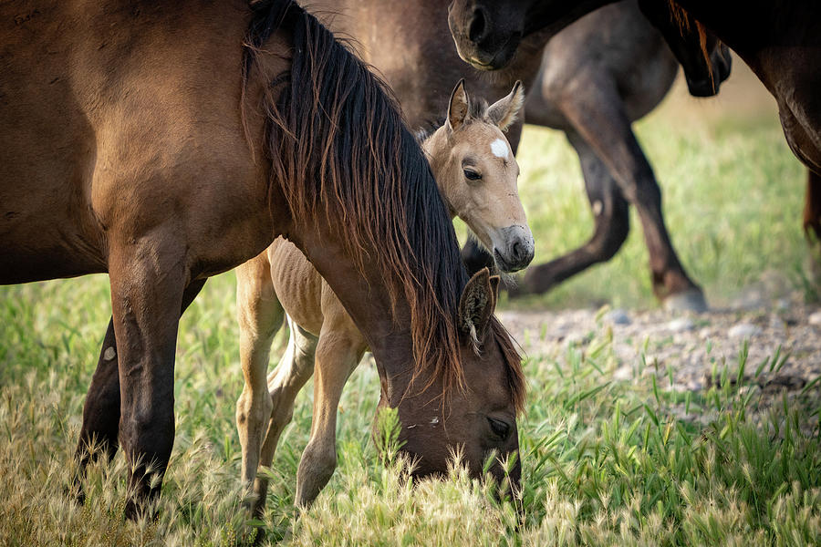 Onaqui Wild Horse Pony #3 Photograph by Wesley Aston