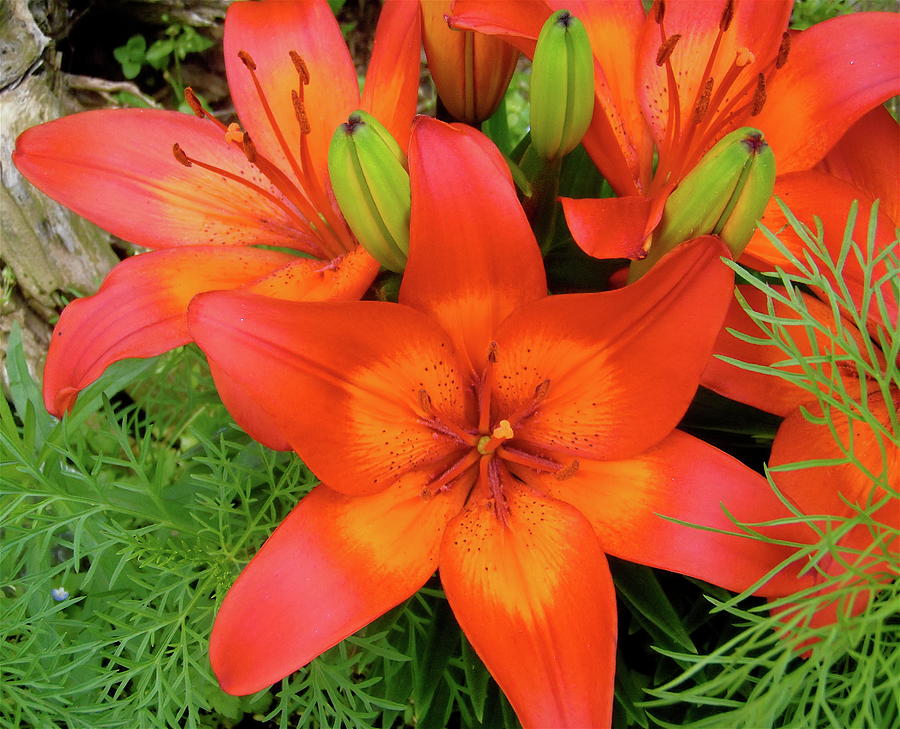 Orange Lilies Photograph by Stephanie Moore - Fine Art America